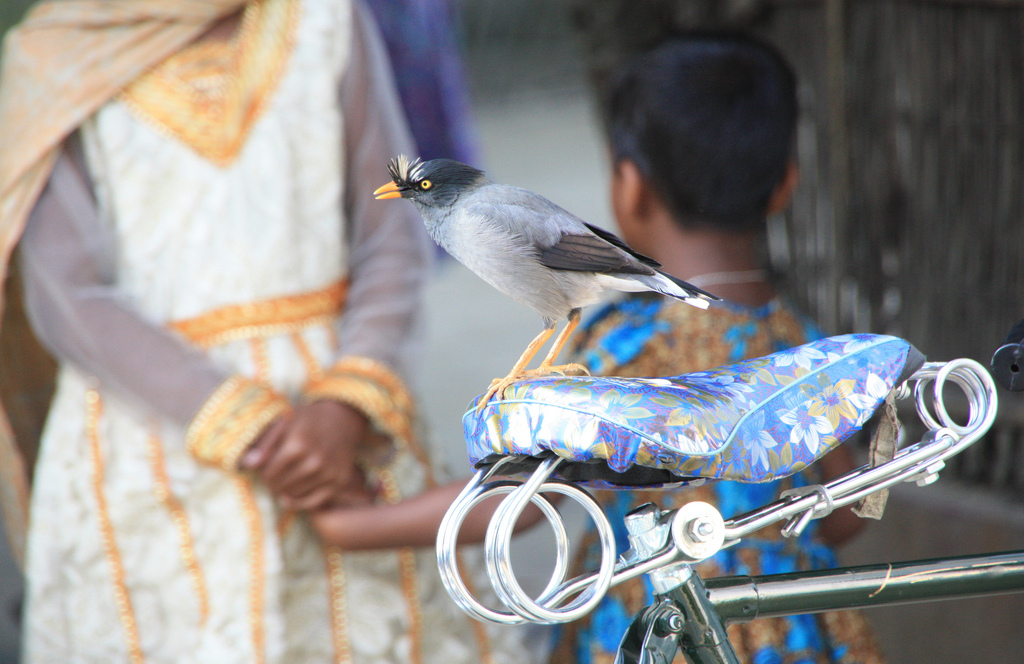 bangladesh-bird