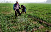 a-farmer-sprays-pesticide