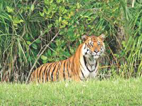 sundarban-tiger