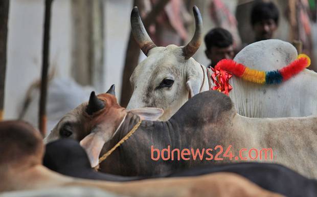 36_Uttara+Cattle+Market_121013