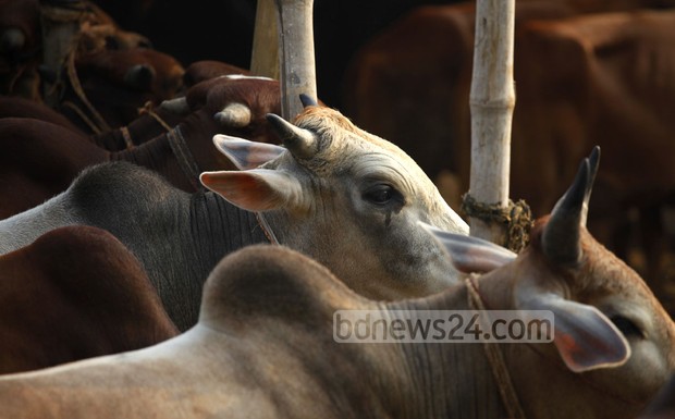 54_cattle+market_Aftab+Nagar_02102014_011
