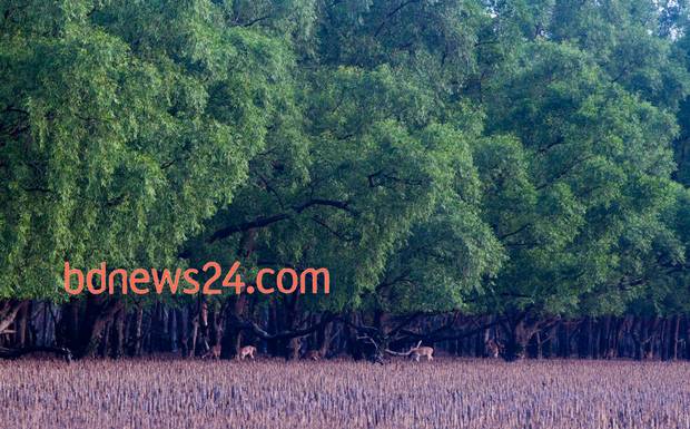 Sundarbans_0017