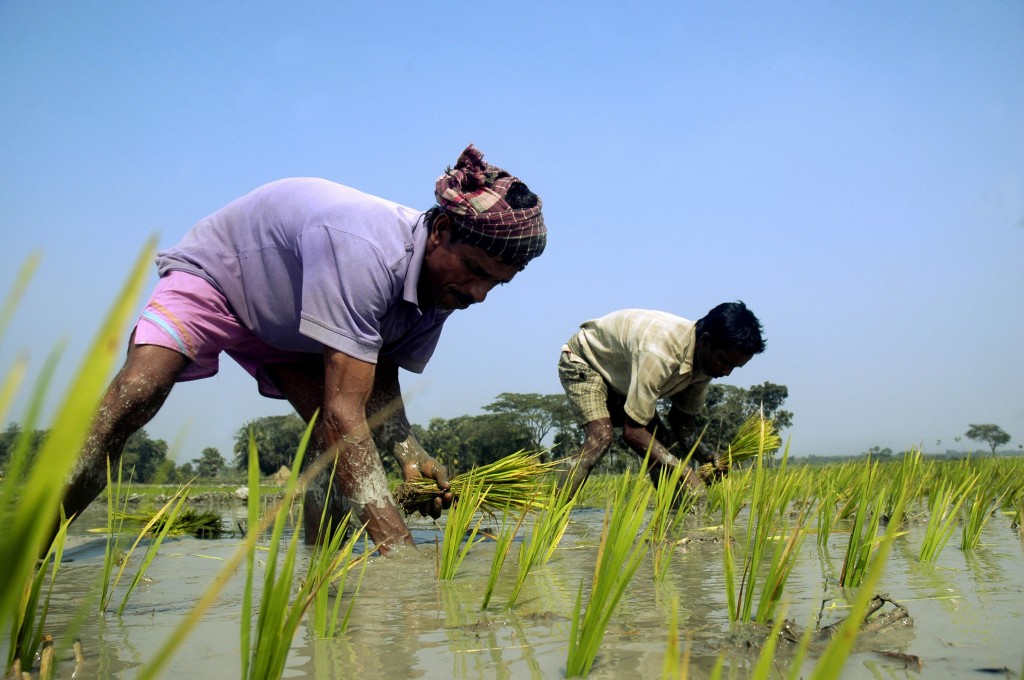Farmers plant seedlings at a rice paddy in Kaliganj in Gazipur, Bangladesh. Photograph: Majority World/UIG via Getty Images