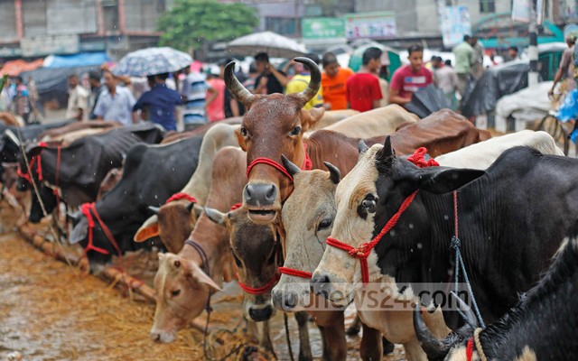 51_cattle+market_dholaikhal_Nayan+KUmar_0006