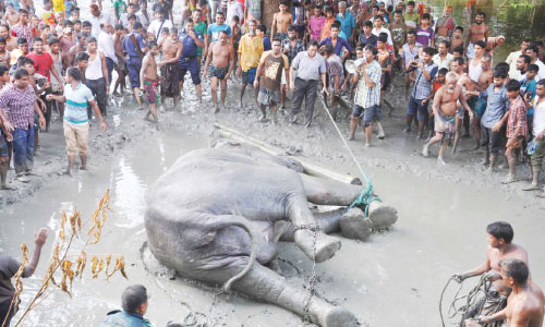 Elephant-rescued-finally