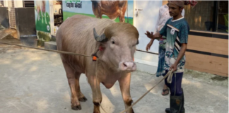Viral buffalo ‘Trump’ transferred from National Zoo to Savar Livestock Research Institute